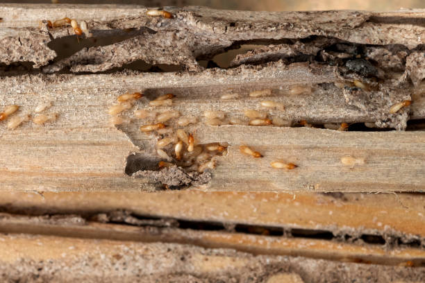 Best Wildlife Control Services  in Cross Lanes, WV